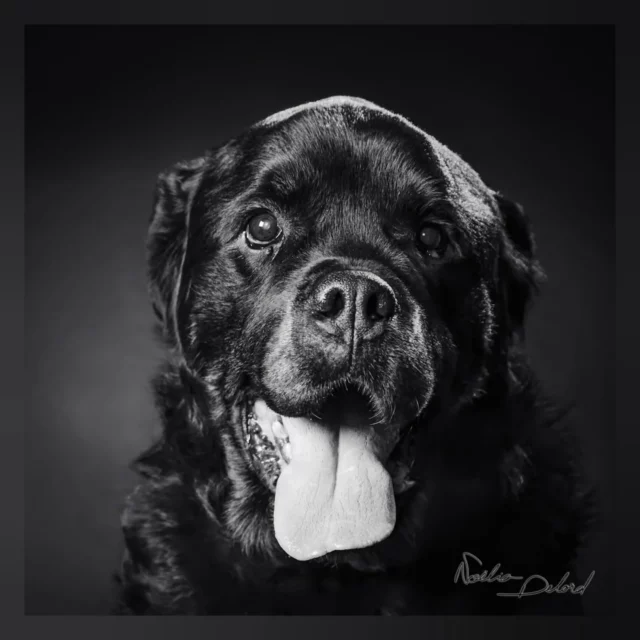 Je n'ai jamais eu à photographier un chien de 100ans... Jusqu'à ce que ! 🐕‍🦺

Un jour, ma chère stagiaire Morgane a déboulé dans ma vie, puis, c'était au tour de Franck, Delphine, Gabriel et Juke ! Alors on a fait X5 tous ensemble et voici ce qu'on a pris plaisir à réaliser en séance photo ! 💐 Bravo à vous ! 

Photographier votre animal vous intéresse ? N'hésitez pas à me téléphoner pour simplement déjà vous renseigner au 06-77-15-78-76 📞